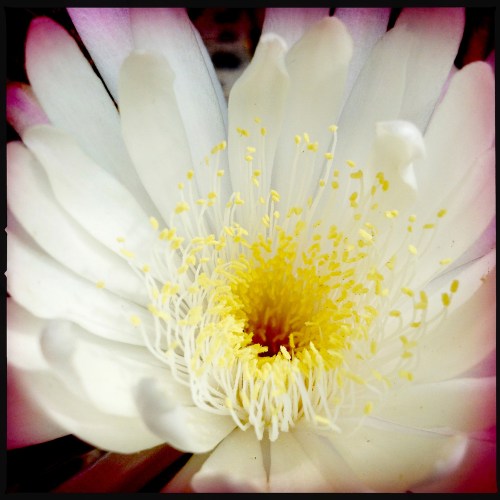 Peniocereus-3_el-ciervoqro_abr