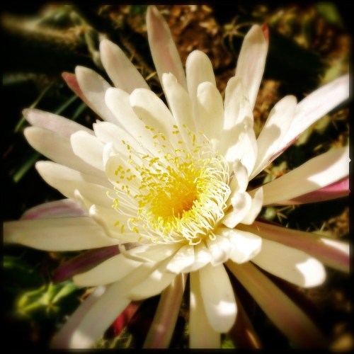 Peniocereus_el-ciervoqro_abril